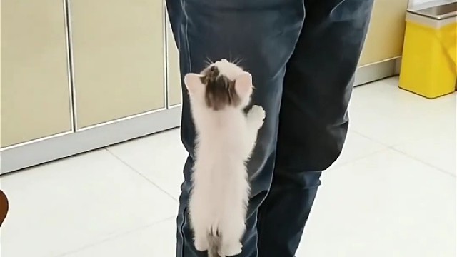 这猫猫太可爱了