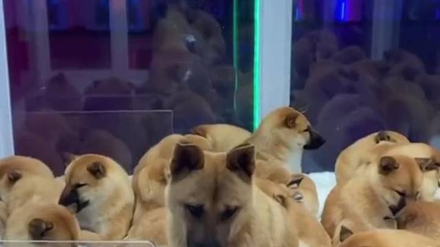 快来抓狗子
