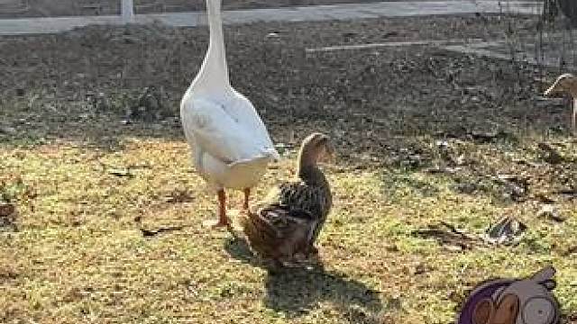 我带刀好你什么身份