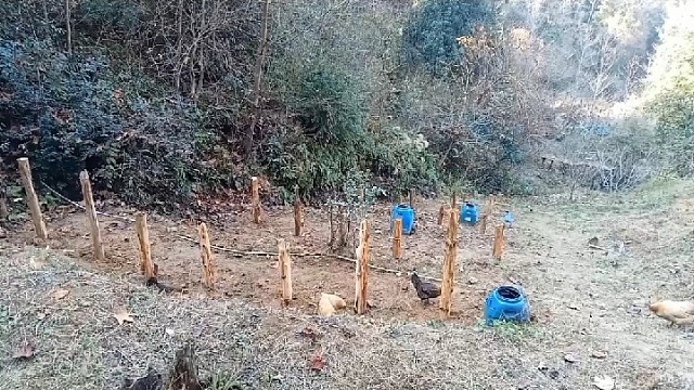 给枸杞立杆施肥……