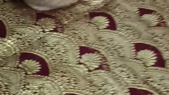 我家猫咪
