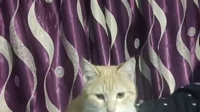 我家黄色猫咪的