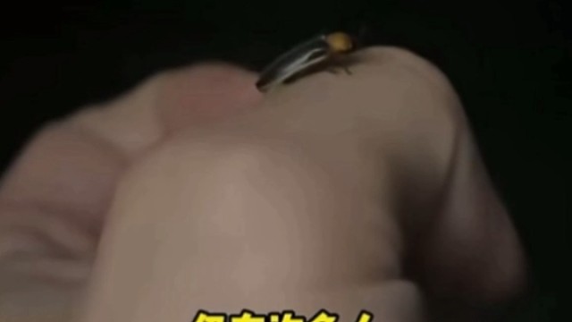 记忆里的萤火虫，一闪一闪，藏着童年的夏天。