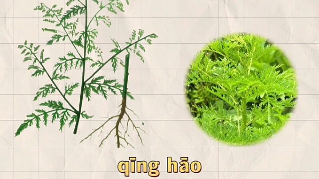 青蒿，又名香蒿，你的家乡还有吗？