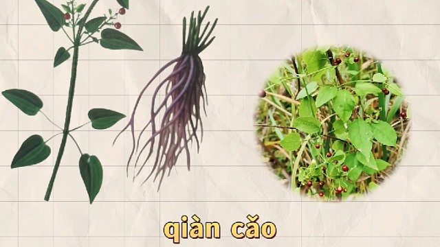 茜草，又名地血，你的家乡还有吗？