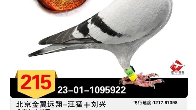 要想发家致富快，养鸽子打比赛