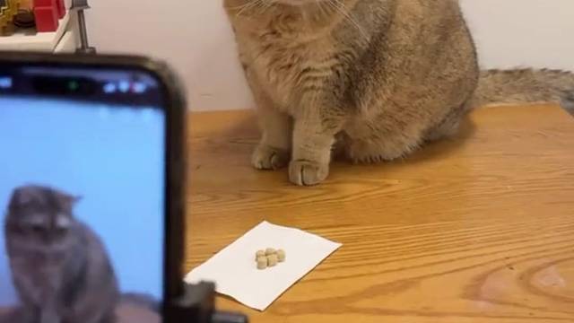 当我让Ai看着猫不让他偷吃零食 #万物可爱计划