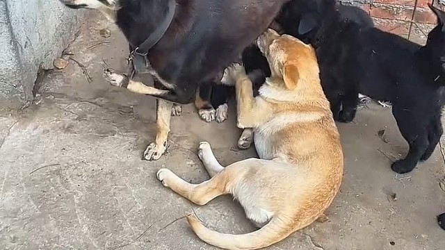 小黄长得这么快，是有秘诀的，哈哈