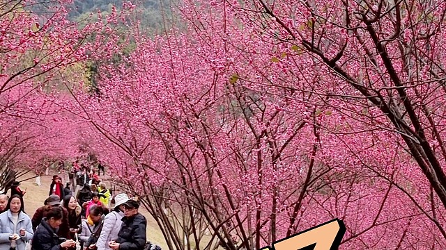 免费！沙坪坝白公馆的红梅已开