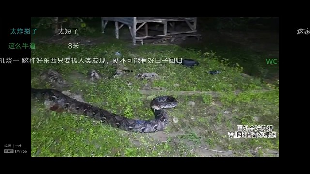 偶遇大蟒蛇