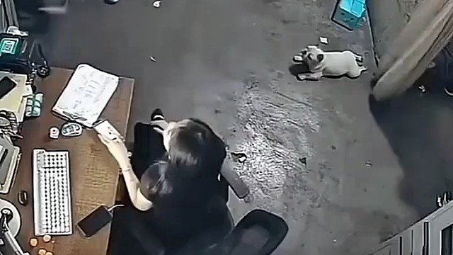 狗子都看懵了[捂脸]