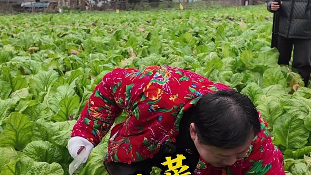 一方有菜 八方相助，“卤鹅哥”也来涪陵砍菜头啦！#乌江榨菜 #涪陵青菜头