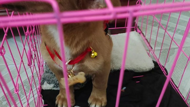 我的爱犬2