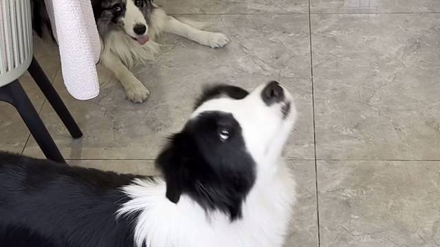 聪明繁星和她的傻大哥冰果