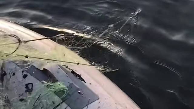 #户外捕鱼大队 #捕鱼河边随拍 #捕捞现场  #丝网捕鱼