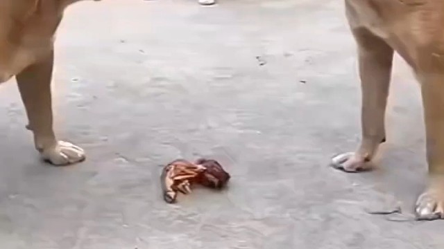 二狗相争，猫咪得利[呲牙]