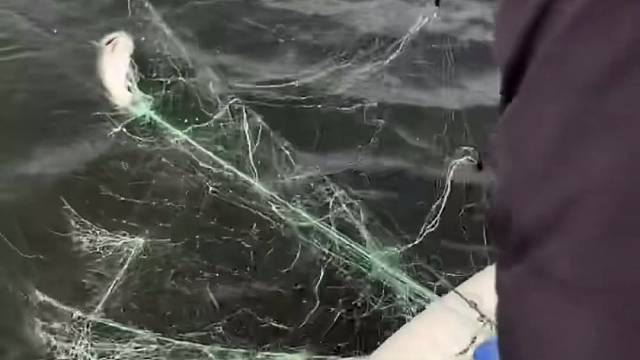 #户外捕鱼大队 #捕鱼河边随拍 #捕捞现场  #丝网捕鱼