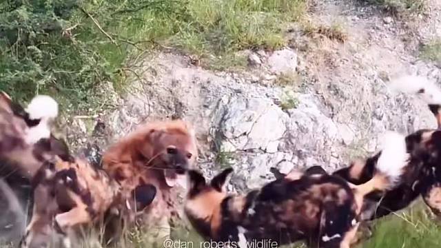 一只鬣狗被一群野狗围攻，样子狼狈不堪！