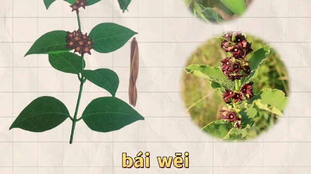 白薇，又名薇草，你的家乡还有吗？