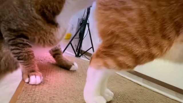 瓦学弟对埃及喵后的啃腚