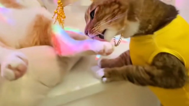 跪下！左脚是你的