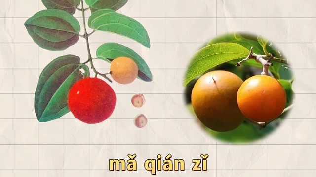 马钱子，又名番木鳖，你的家乡还有吗？