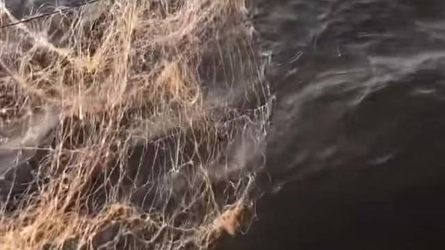 #户外捕鱼大队 #捕鱼河边随拍 #捕捞现场  #丝网捕鱼