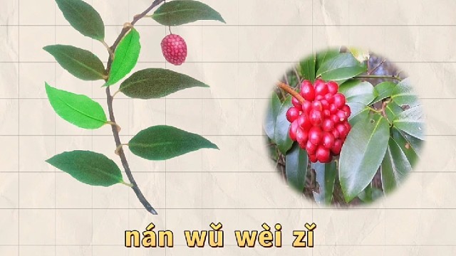 南五味子，又名荎蕏，你的家乡还有吗？