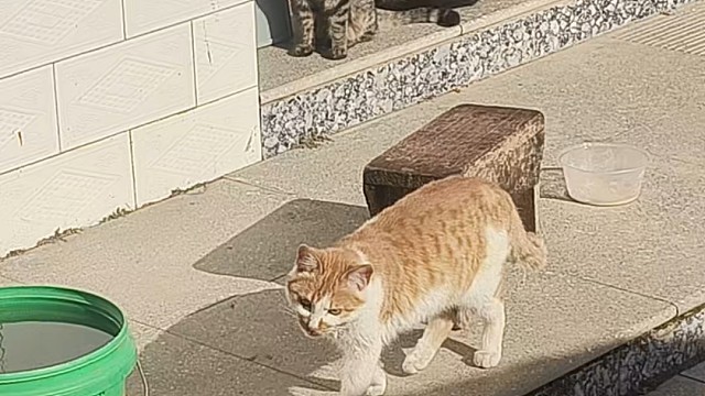 猫见我就跑是为啥