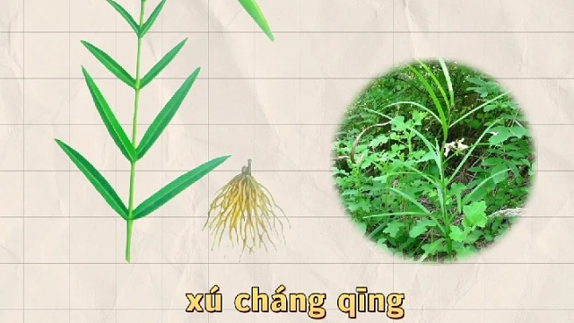 徐长卿，又名鬼督邮，你的家乡还有吗？