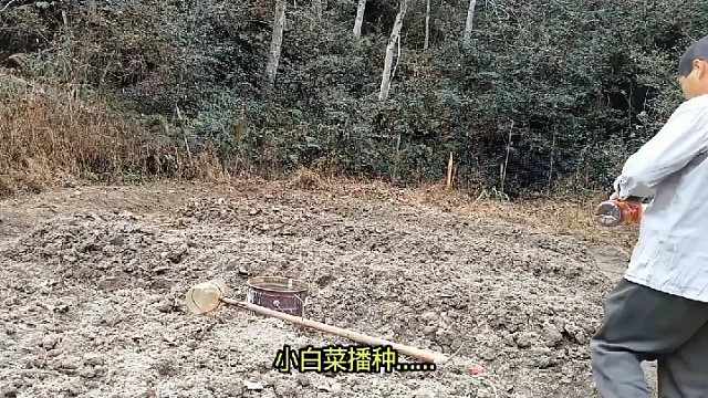 小白菜播种……