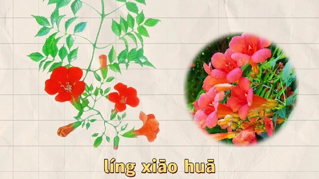 凌霄花，又名紫葳，你的家乡还有吗？