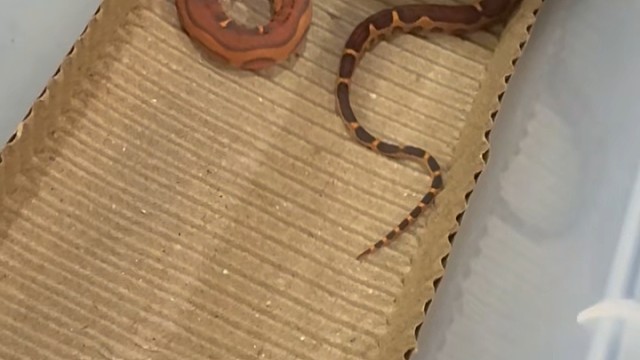 原色无鳞母大苗