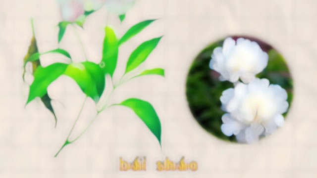 白芍，又名金芍药，你的家乡还有吗？
