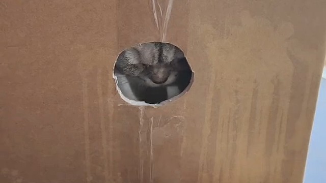 后爪不用剪，他只用前爪挠人
