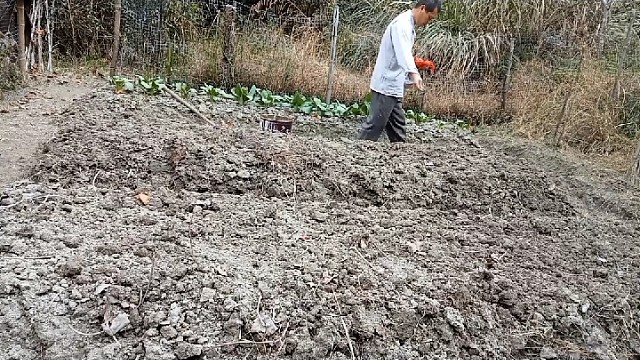 白萝卜播种……