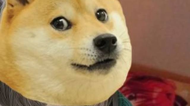 听说你们都抢着当哈基米?