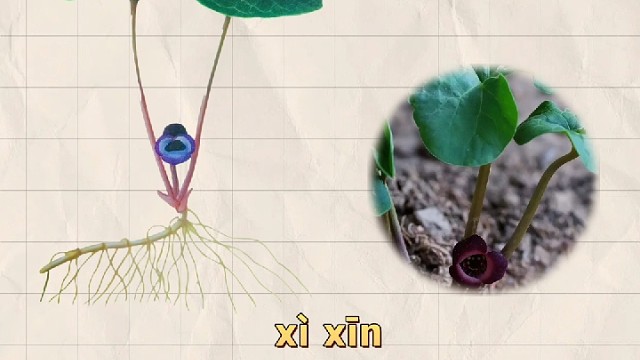 细辛，又名小辛，你的家乡还有吗？