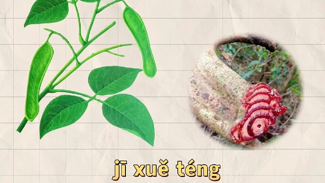 鸡血藤，又名血藤，你的家乡还有吗？
