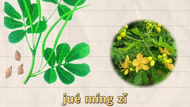 决明子，又名马蹄决明，你的家乡还有吗？