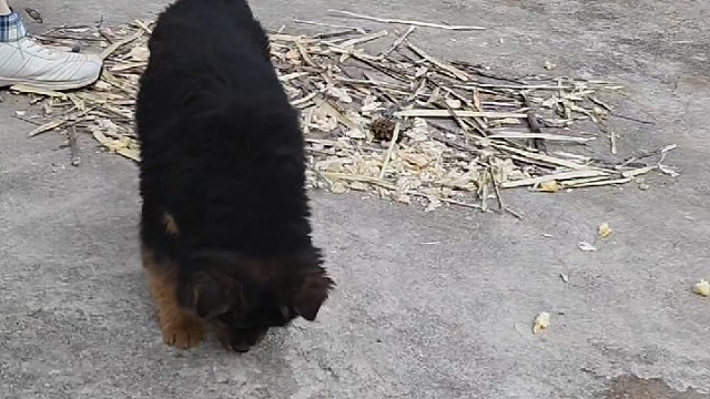 小黑