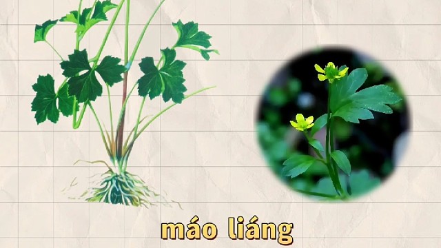 毛莨，又名毛建草，你的家乡还有吗？