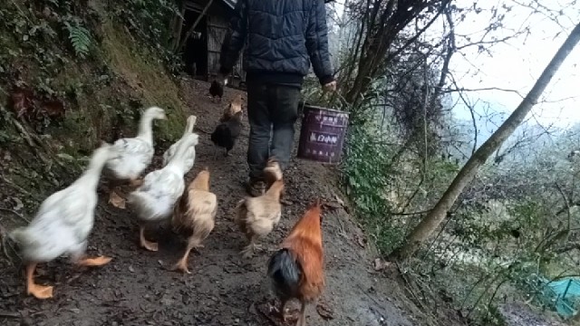 给鸡鸭鹅喂食……