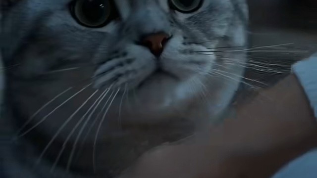 毛孩子