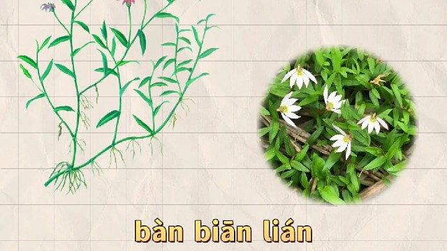 半边莲，又名急解索，你的家乡还有吗？