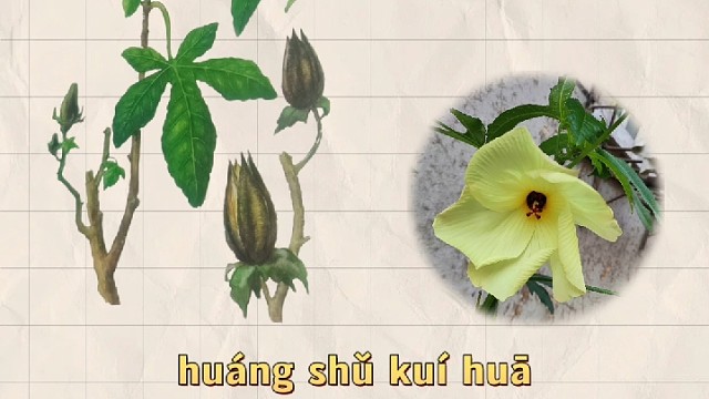黄蜀葵花，又名蜀葵花，你的家乡还有吗？