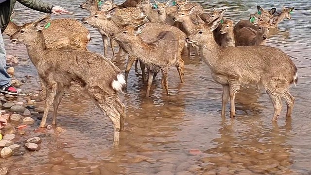春节哪里玩?两江新区三板溪鹿野公园看梅花鹿，搭帐篷露营好嗨皮