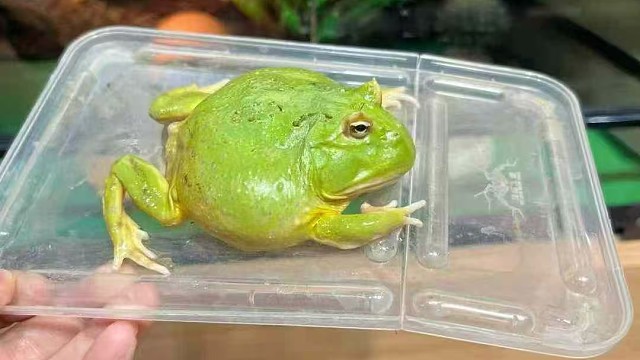 角蛙