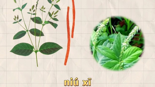 牛膝，又名牛茎，你的家乡还有吗？