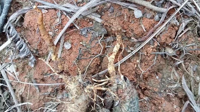 谁知道这是什么……